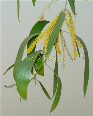  Flowering  branch